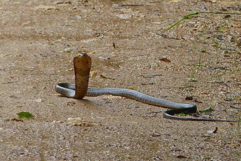 Brown forest cobra Brown cobra, head raised