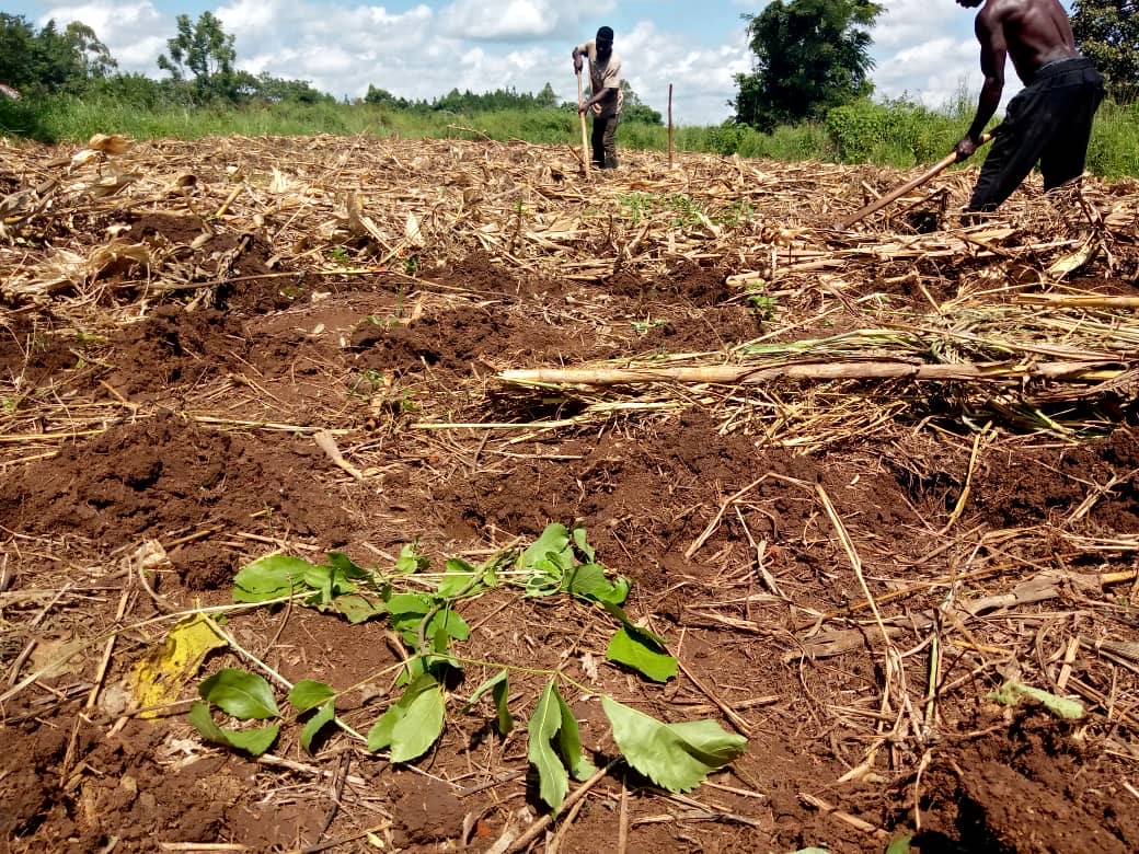 farmer working in a dirt field with corn remnants