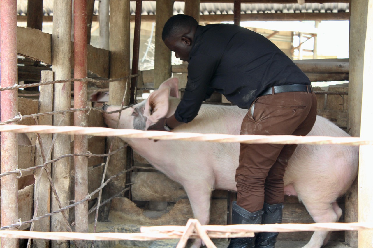 Peter tending a pig Young man examining a pig