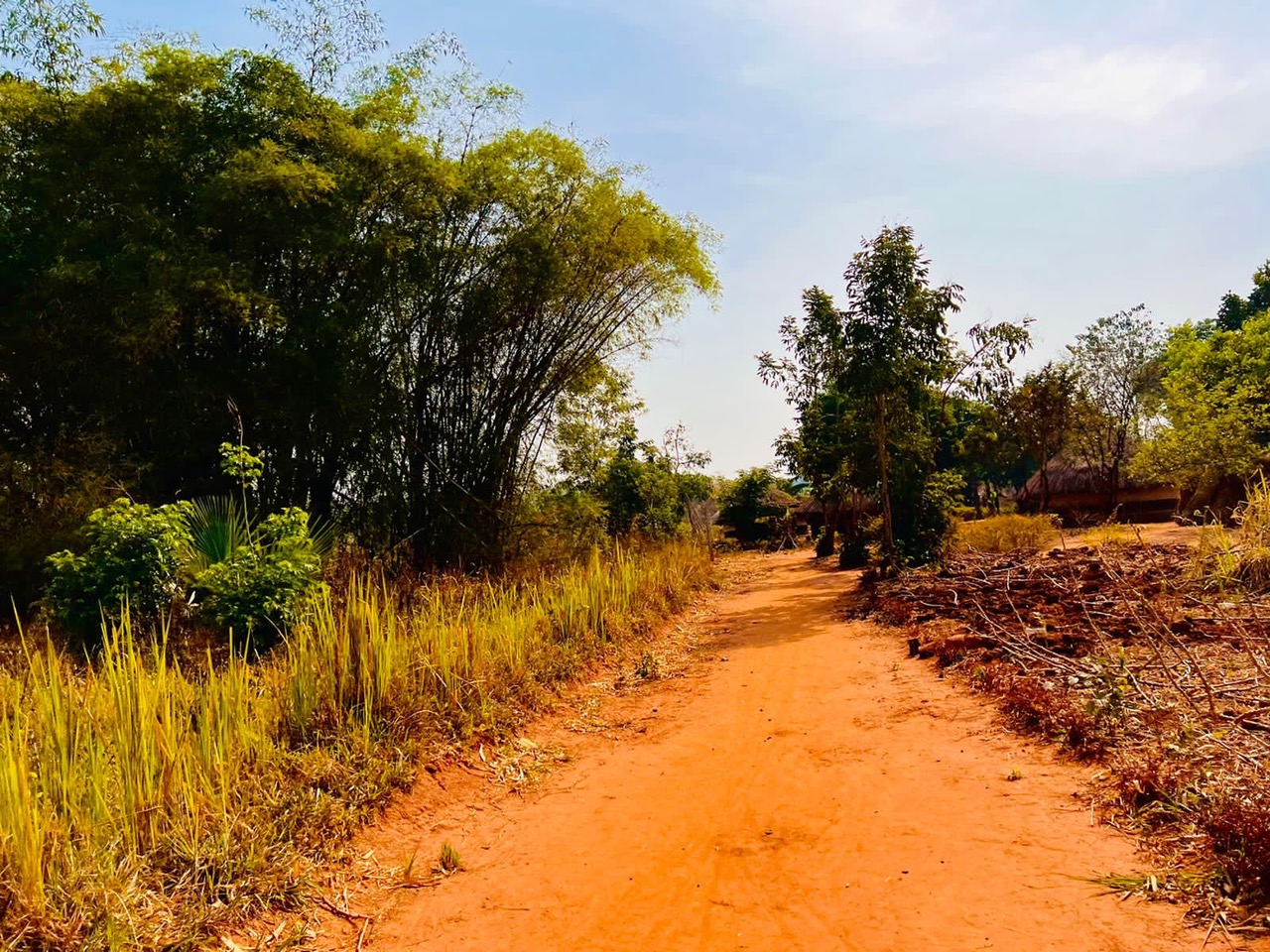 Road to the compound Tree-lined dirt road leading to home compound