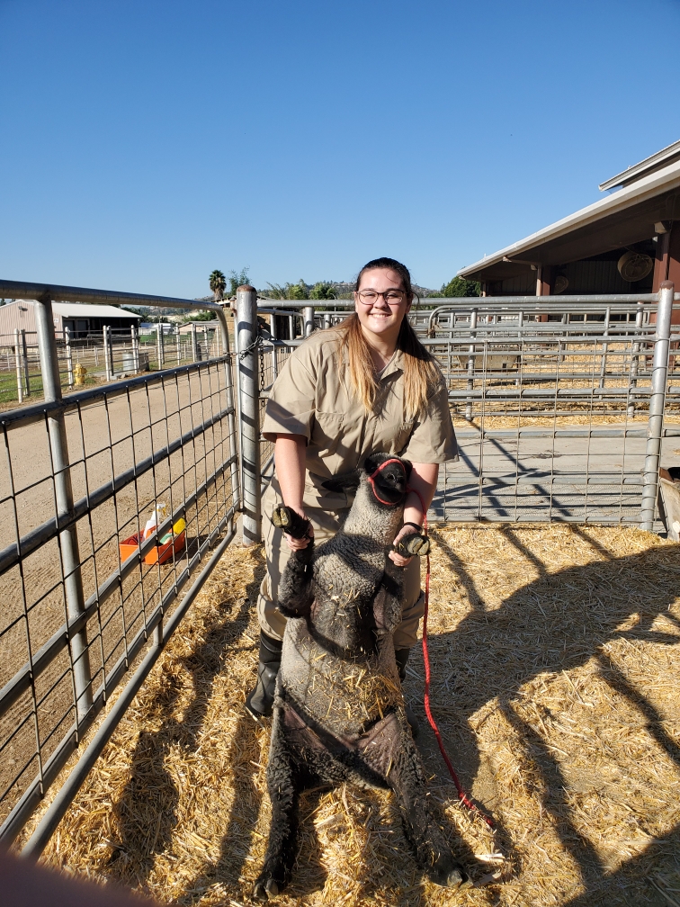 US veterinary student holding a large sheep