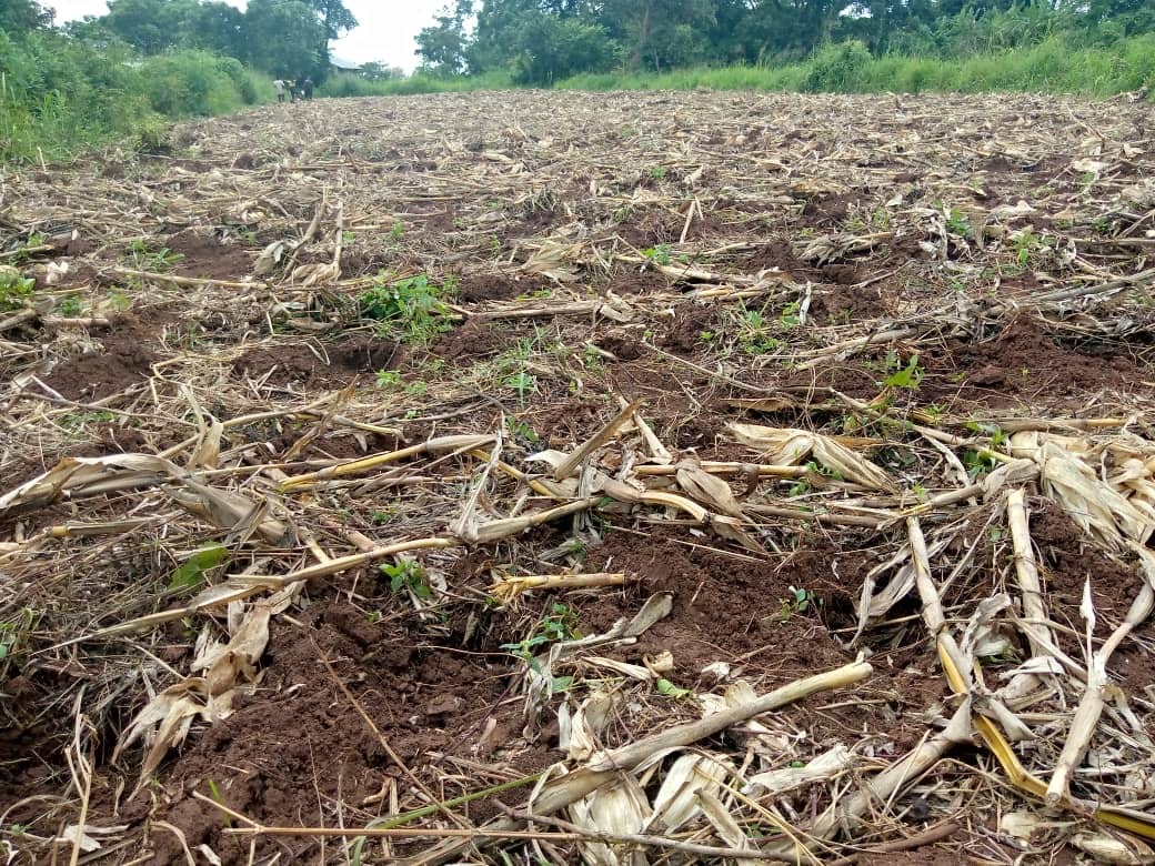 A corn field with mulch and corn stalks on top