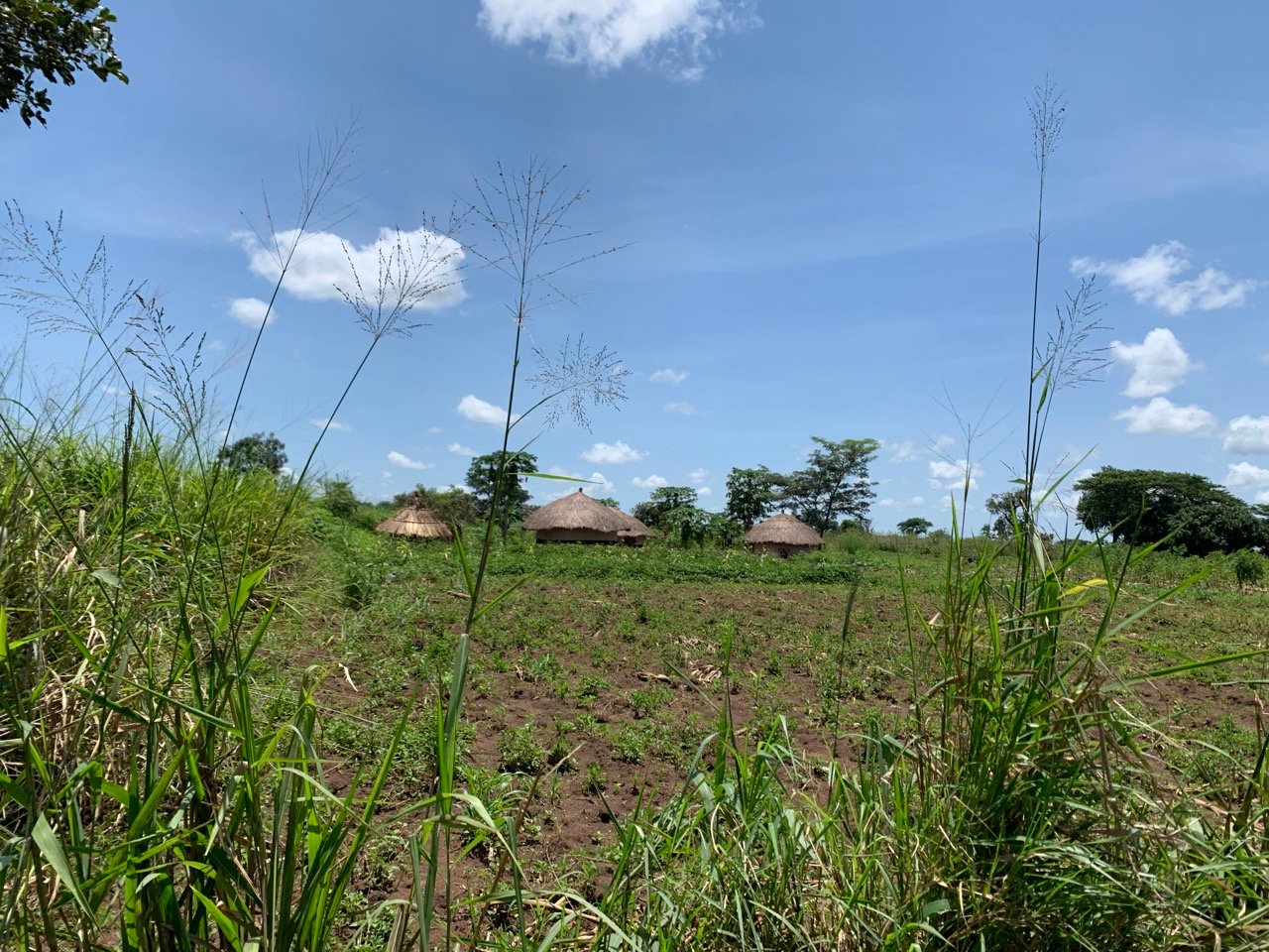 lush scenery group of huts in distance